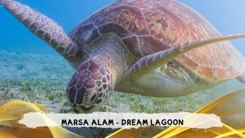 2026 marsa alam da roma dream T IN9