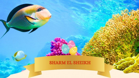 2026 sharm el sheikh T ponti milano IN9