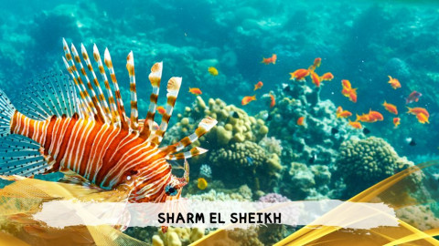 2026 sharm el sheikh da bologna T IN9