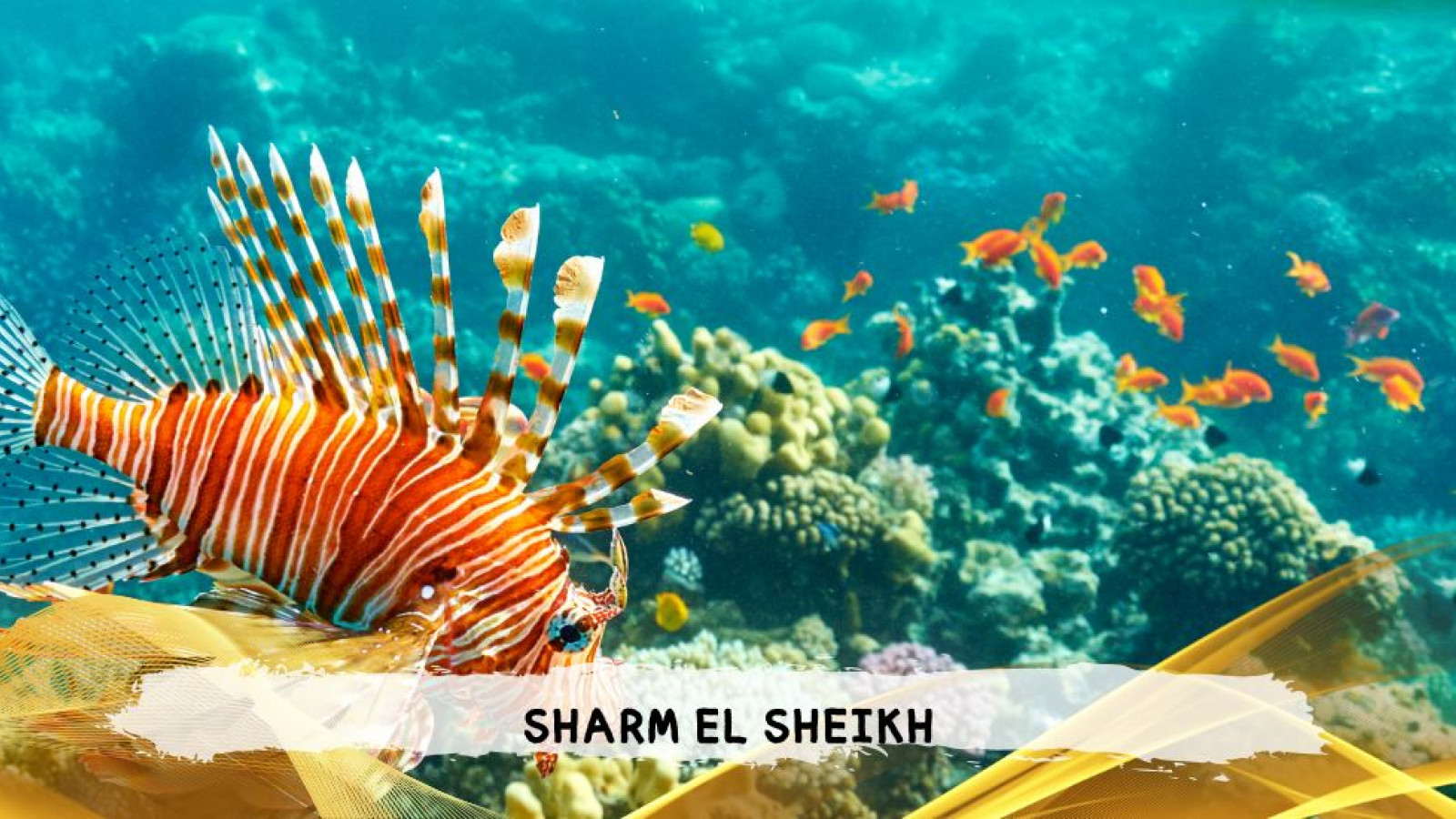 2026 sharm el sheikh da bologna T IN9